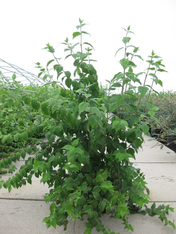 Чубушник венечный Белль Этуаль (Philadelphus 'Belle Etoile')