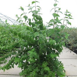 Чубушник венечный Белль Этуаль (Philadelphus 'Belle Etoile')