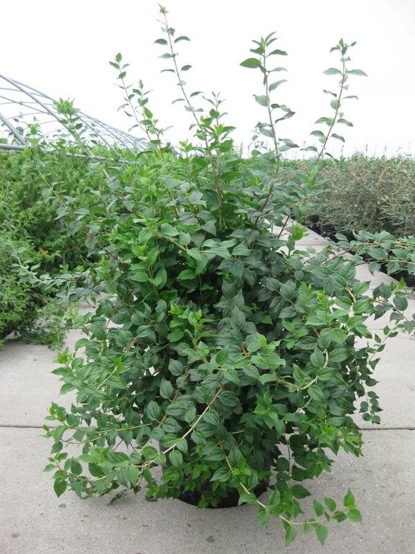 Чубушник венечный Манто д'Эрмин (Philadelphus 'Manteau d'Hermine')