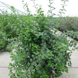 Чубушник венечный Манто д'Эрмин (Philadelphus 'Manteau d'Hermine')