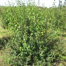 Чубушник Лемуана Лемуаней (Philadelphus x lemoinei 'Lemoinei')