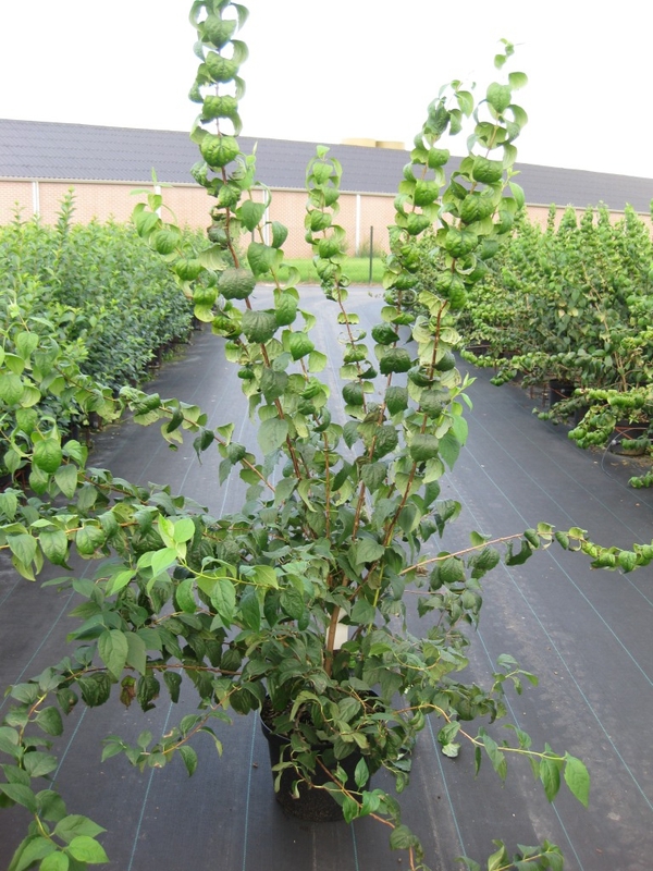 Чубушник виргинский Виргиналис (Philadelphus x virginalis 'Virginalis')