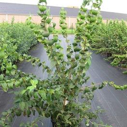 Чубушник виргинский Виргиналис (Philadelphus x virginalis 'Virginalis')