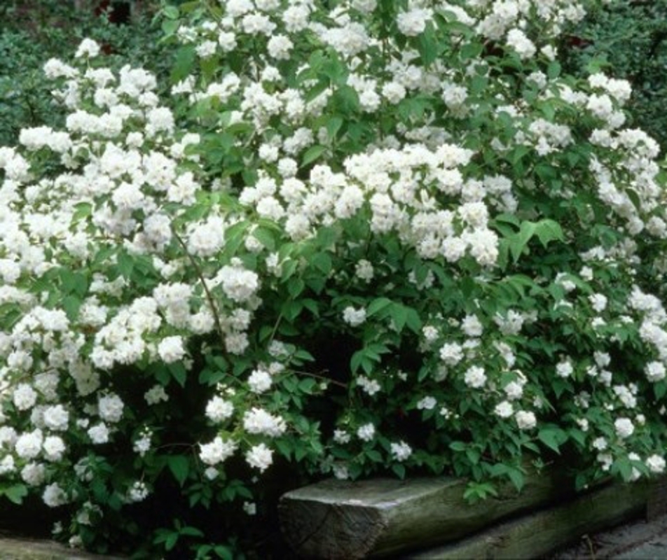 Чубушник венечный Дам Бланш (Philadelphus 'Dame Blanche')