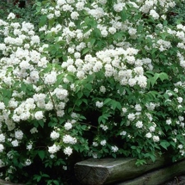 Чубушник венечный Дам Бланш (Philadelphus 'Dame Blanche')