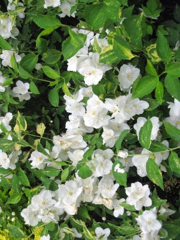 Чубушник венечный Инносенс (Philadelphus 'Innocence')