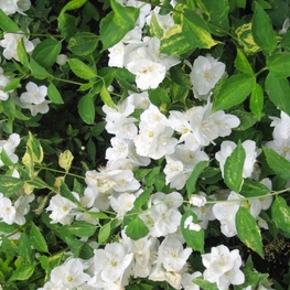 Чубушник венечный Инносенс (Philadelphus 'Innocence')