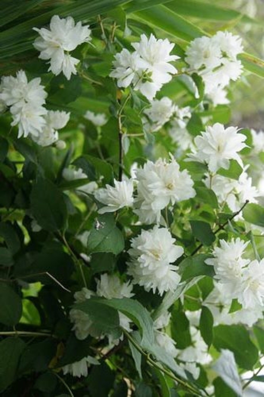 Чубушник венечный Шнеештурм (Philadelphus 'Schneesturm')