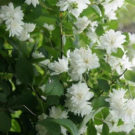 Чубушник венечный Шнеештурм (Philadelphus 'Schneesturm')