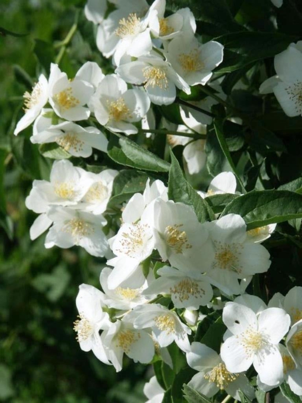 Чубушник венечный Старбрайт (Philadelphus 'Starbright')