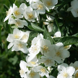 Чубушник венечный Старбрайт (Philadelphus 'Starbright')