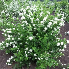 Чубушник Лемуана Монблан (Philadelphus x lemoinei 'Mont Blanc')