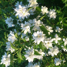 Чубушник венечный Комсомолец (Philadelphus 'Komsomolets')