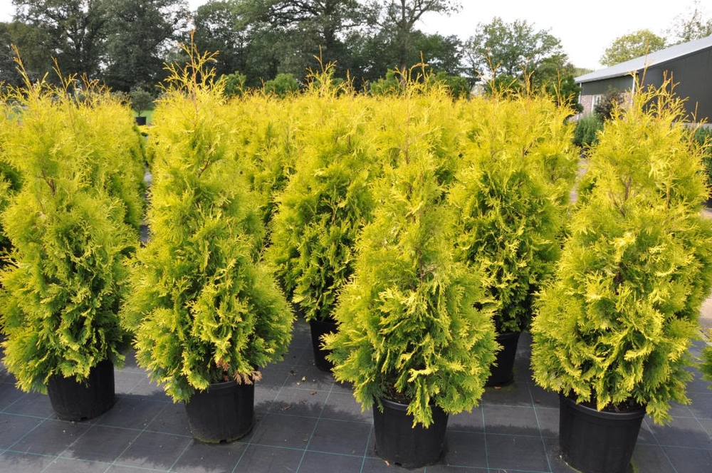 Туя западная Йеллоу Риббон (Thuja occidentalis 'Yellow Ribbon')
