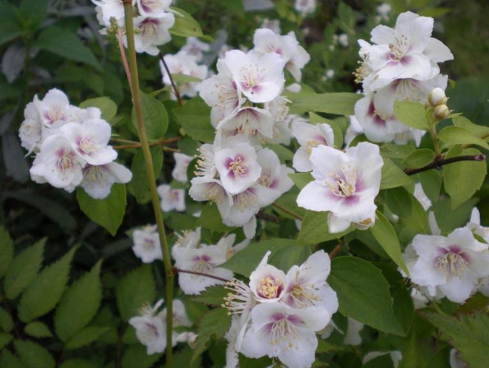 Чубушник гибридный Необычный (Philadelphus 'Neobychnyi')