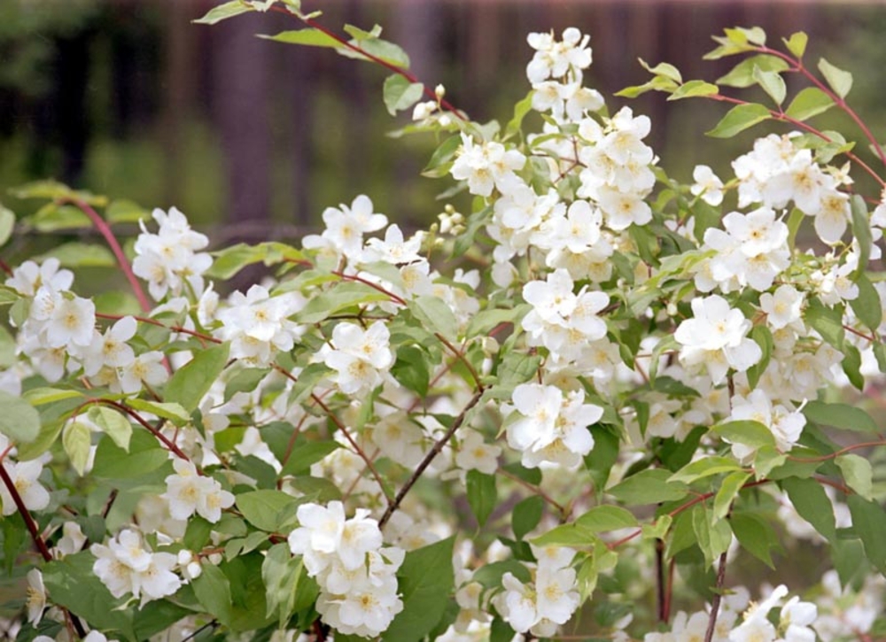 Чубушник Лемуана Эректус (Philadelphus x lemoinei 'Erectus')