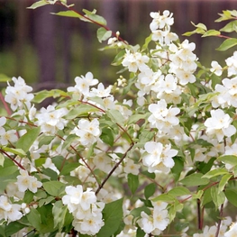 Чубушник Лемуана Эректус (Philadelphus x lemoinei 'Erectus')