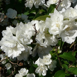 Чубушник гибридный Буке Блан (Philadelphus 'Bouquet Blanc')