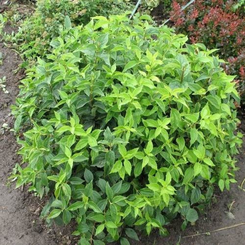 Чубушник венечный Гном (Philadelphus 'Gnom')