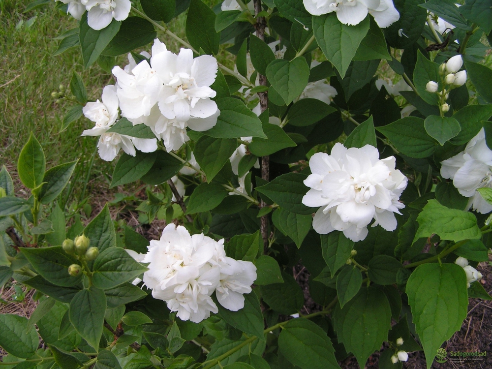 Чубушник венечный Зоя Космодемьянская (Philadelphus 'Zoya Kosmodemyanskaya')