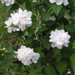 Чубушник венечный Зоя Космодемьянская (Philadelphus 'Zoya Kosmodemyanskaya')