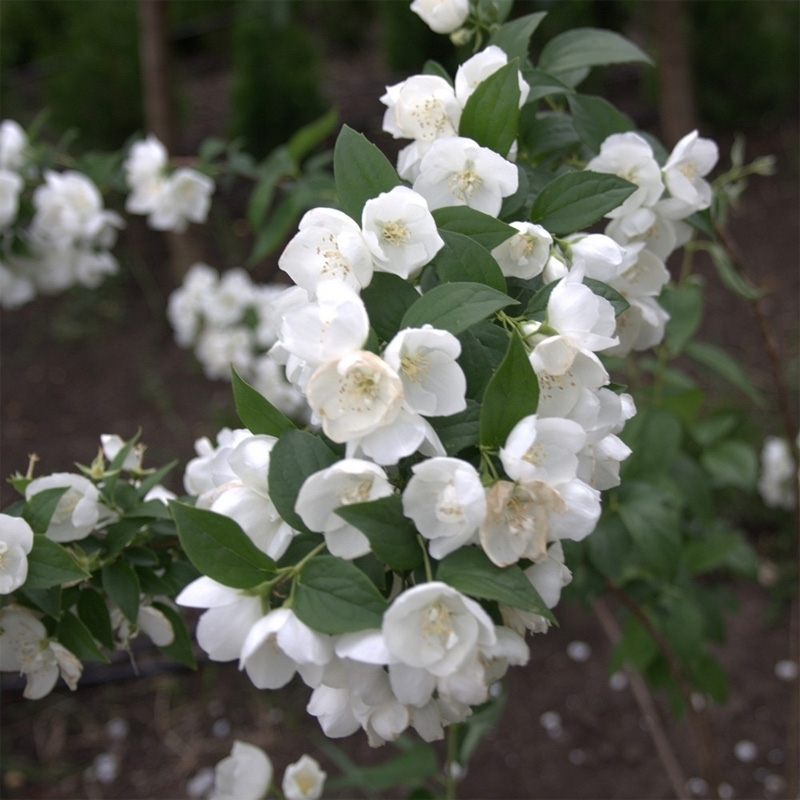 Чубушник венечный Алабастрит (Philadelphus 'Alabaster')