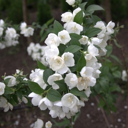 Чубушник венечный Алабастрит (Philadelphus 'Alabaster')