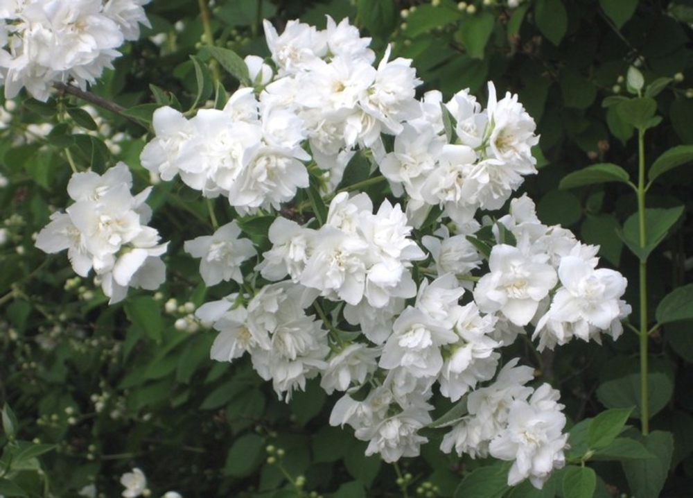 Чубушник венечный Арктика (Philadelphus 'Arktika')