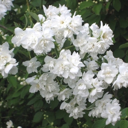 Чубушник венечный Арктика (Philadelphus 'Arktika')