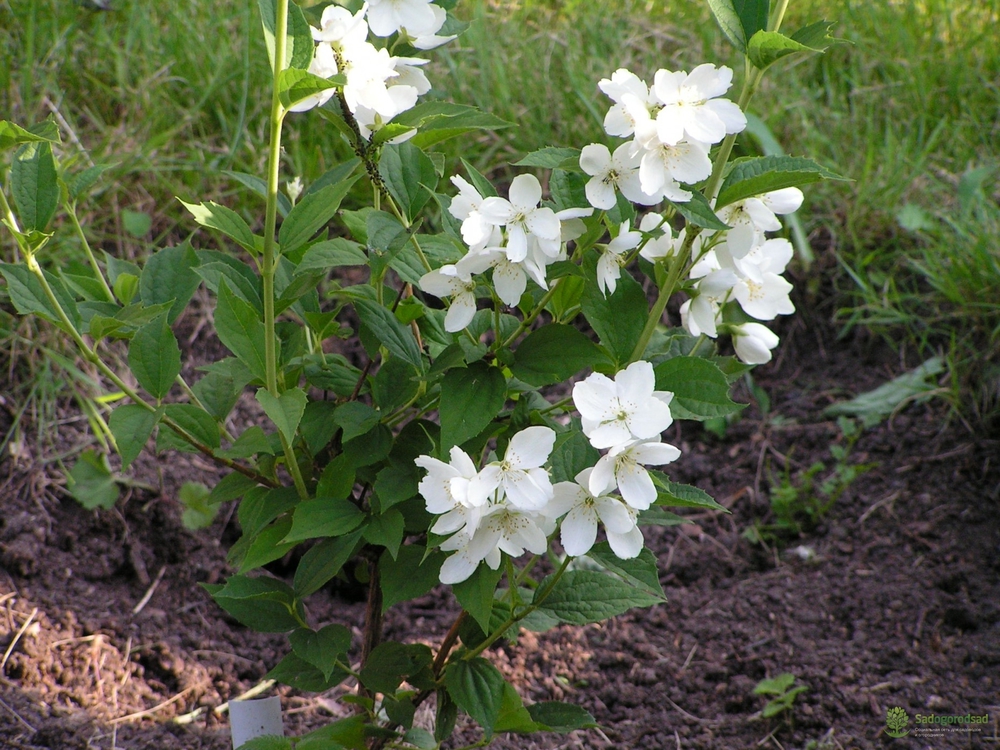 Чубушник венечный Воздушный десант (Philadelphus 'Vosduschny Desant')