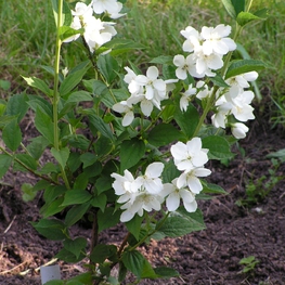 Чубушник венечный Воздушный десант (Philadelphus 'Vosduschny Desant')
