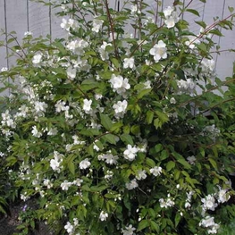 Чубушник венечный Глетчер (Philadelphus 'Gletcher')