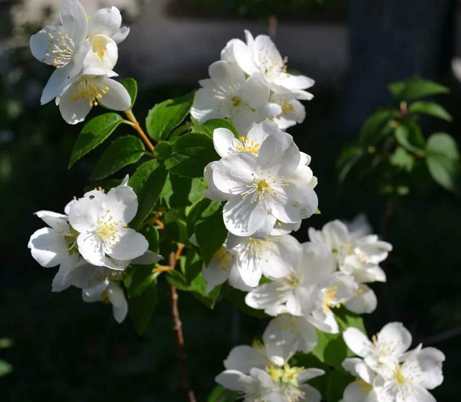 Чубушник венечный Лавина (Philadelphus 'Lavina')