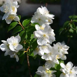 Чубушник венечный Лавина (Philadelphus 'Lavina')