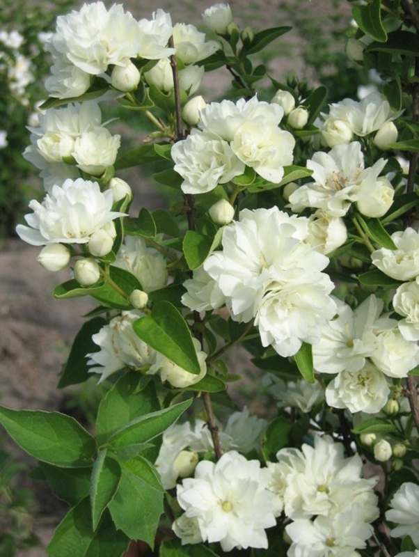 Чубушник венечный Лунный свет (Philadelphus 'Lunnyi svet')