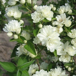 Чубушник венечный Лунный свет (Philadelphus 'Lunnyi svet')