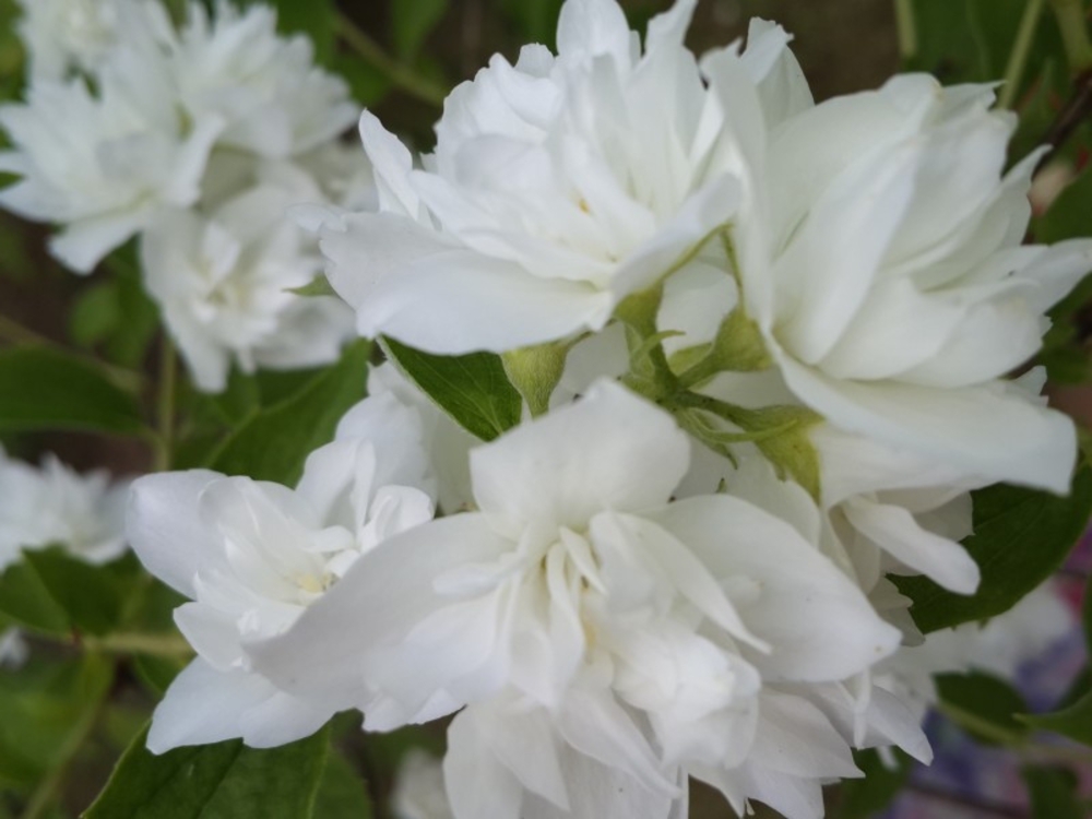 Чубушник венечный Помпон (Philadelphus 'Pompon')