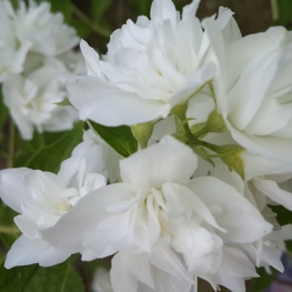 Чубушник венечный Помпон (Philadelphus 'Pompon')