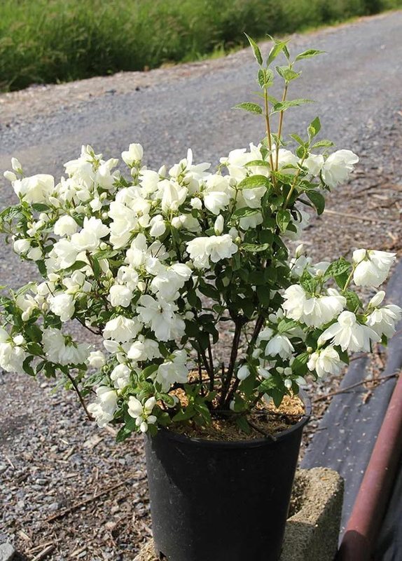 Чубушник венечный Сноубель (Philadelphus 'Snowbelle')