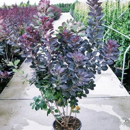 Скумпия кожевенная Роял Пёрпл (Cotinus coggygria 'Royal Purple')