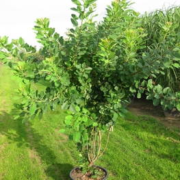 Скумпия кожевенная (Cotinus coggygria)