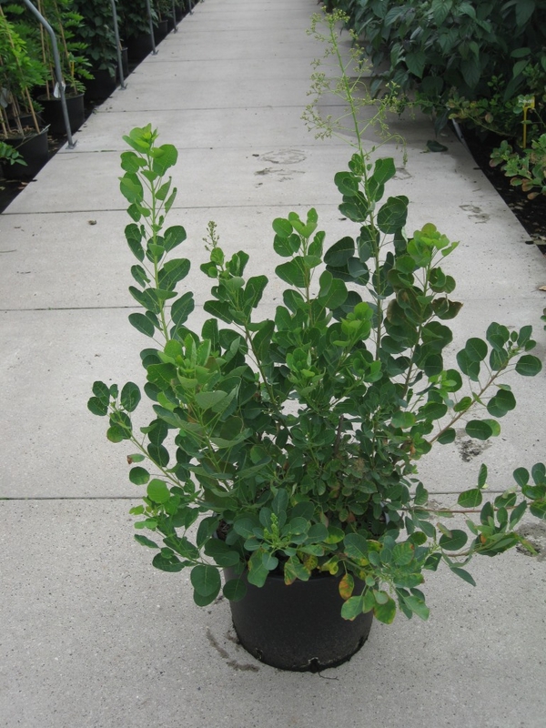 Скумпия кожевенная Янг Леди (Cotinus coggygria 'Young Lady')