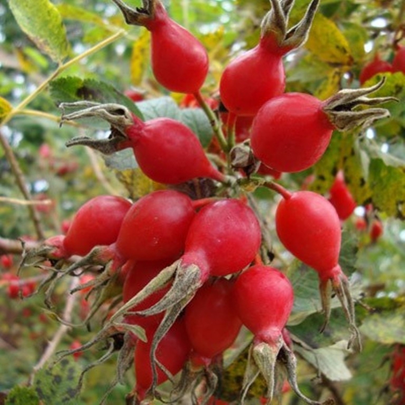 Шиповник гибридный Витаминный ВНИВИ (Rosa x hybrida 'Vitaminnyj VNIVI')