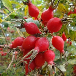 Шиповник гибридный Витаминный ВНИВИ (Rosa x hybrida 'Vitaminnyj VNIVI')