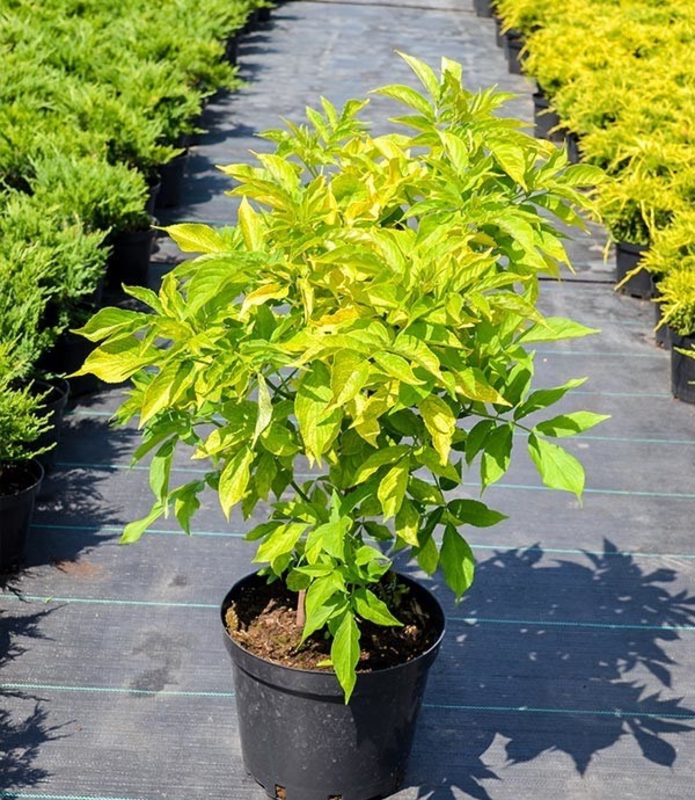 Бузина черная Ауреа (Sambucus nigra 'Aurea')