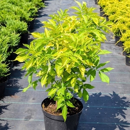 Бузина черная Ауреа (Sambucus nigra 'Aurea')