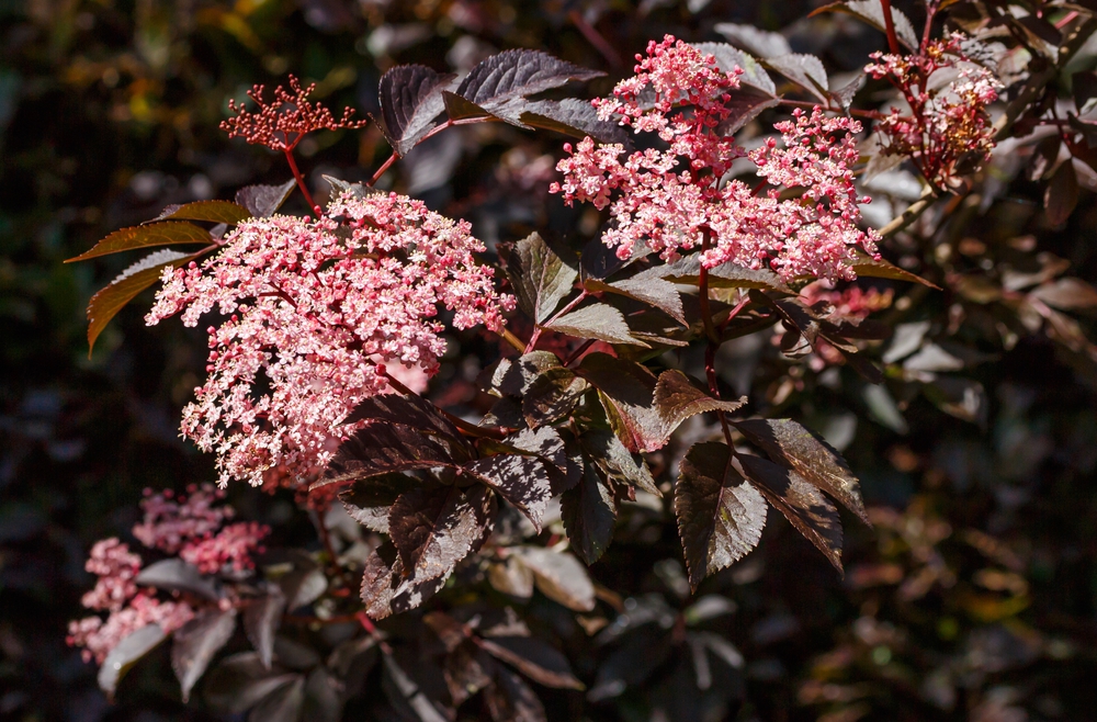 Бузина черная Гинчо Пёрпл (Sambucus nigra 'Guincho Purple')
