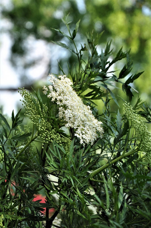 Бузина черная Лациниата (Sambucus nigra 'Laciniata')