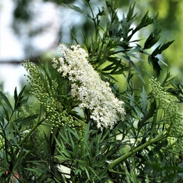 Бузина черная Лациниата (Sambucus nigra 'Laciniata')