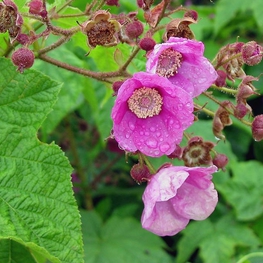 Малина душистая (Rubus odoratus)